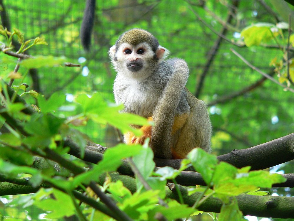 Fütterung Totenkopfaffen