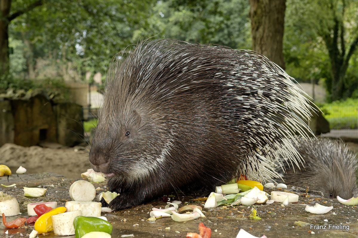 Fütterung Stachelschweine
