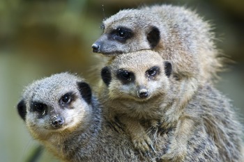 Fütterung Erdmännchen