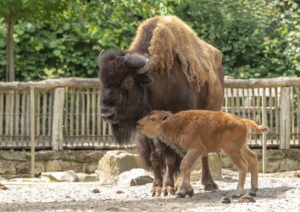 Waldbison ® Franz Frieling