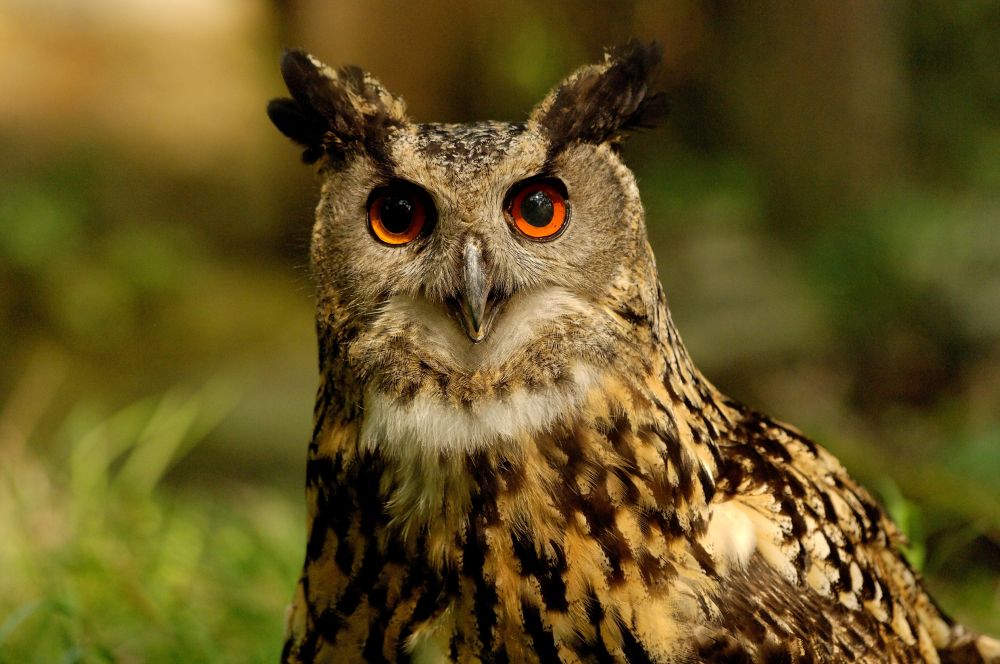 Fütterung Rotschnabelkittas & Uhus