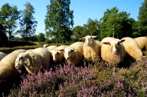 Bentheimer Landschafe in Wacholderheide NSG Tillenberge