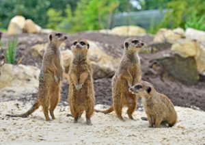 Erdmännchengruppe in Gehege