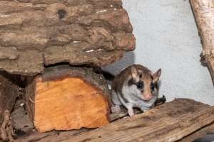 Gartenschläfer in unserem Nachttierhaus