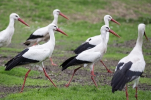 Weißstörche im Tierpark Nordhorn