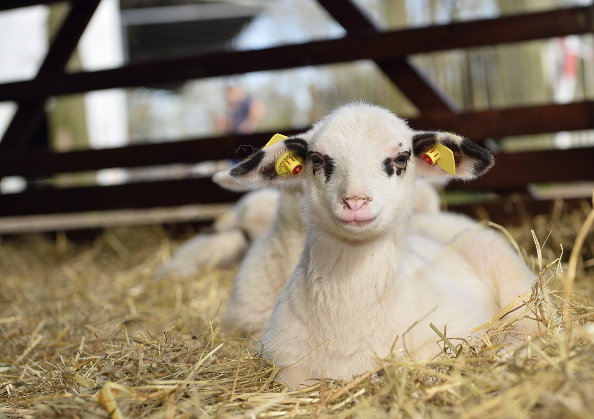 Bentheimer Landschafe im Tierpark Nordhorn