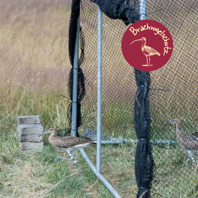 Auswilderung II, Tür auf – Bild 2