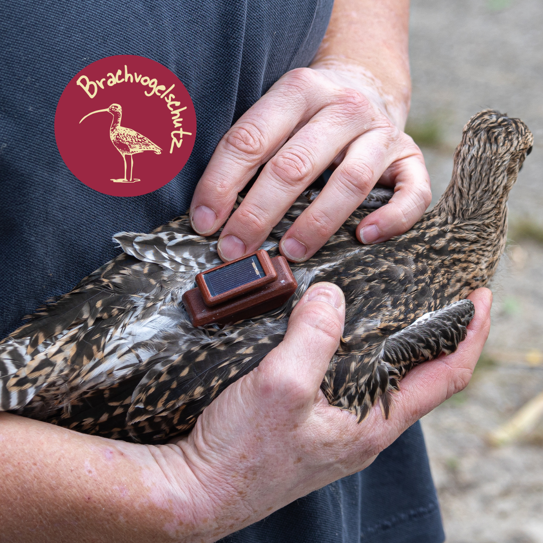 Besenderung – Bild 2