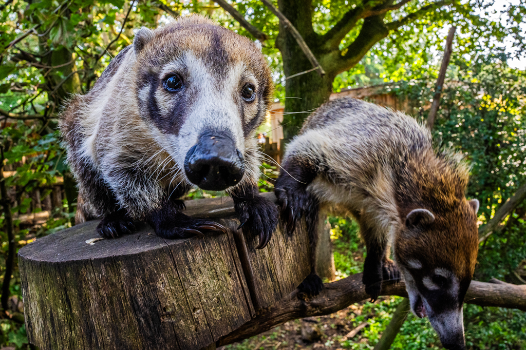 Fütterung Nasenbären