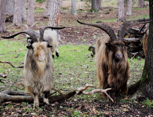Gratisführung im Bentheimer Hute- und Schneitelwald