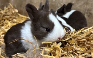 Holländerkaninchen im Stall