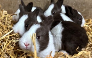 Holländerkaninchen auf dem Vechtehof