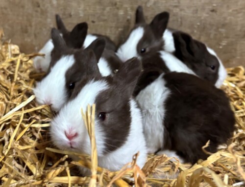 Freude im Vechtehof!
